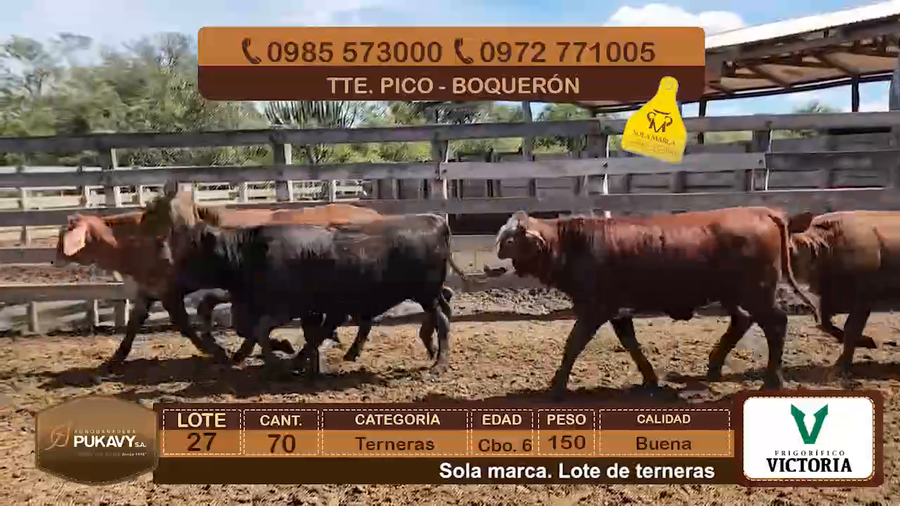 Lote Terneras Cbo 6