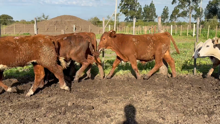 Lote 105 Terneros