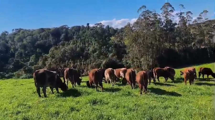 Lote 32 Ternero en Ancud, X Región Los Lagos