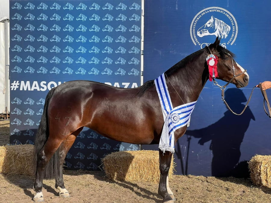 Lote EMBRIONES TARANTULA Y OLIMPICA
