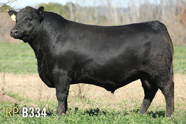 Lote 3 TOROS PUROS DE PEDIGREE