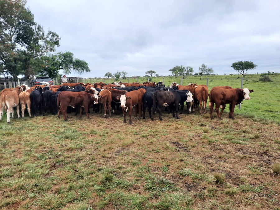 Lote SAENZ VALIENTE, BULLRICH Y Cia. S.A.