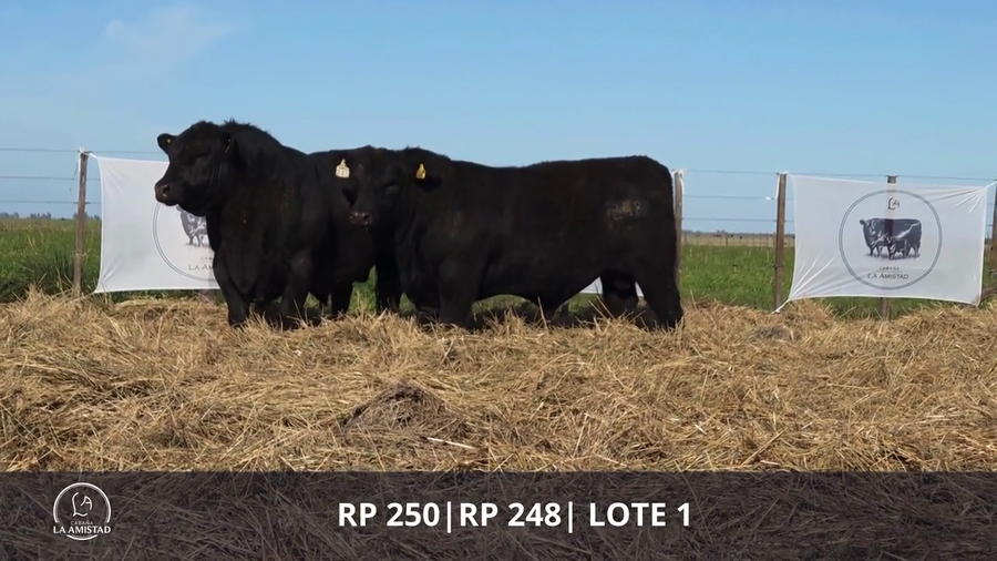 Lote TOROS PUROS DE PEDIGREE