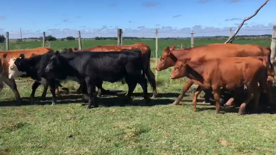 Lote 23 Terneras AA y Cruzas He a remate en Pantalla Camy en Pavon
