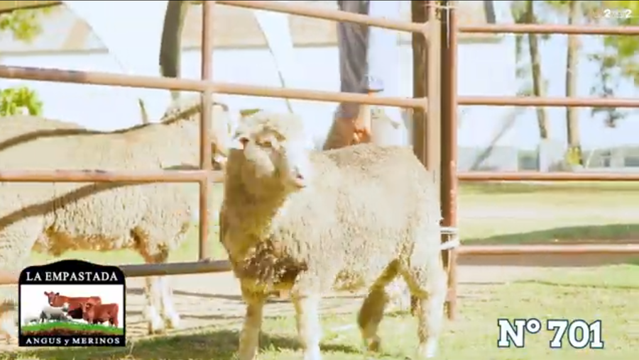 Lote Merino Australiano