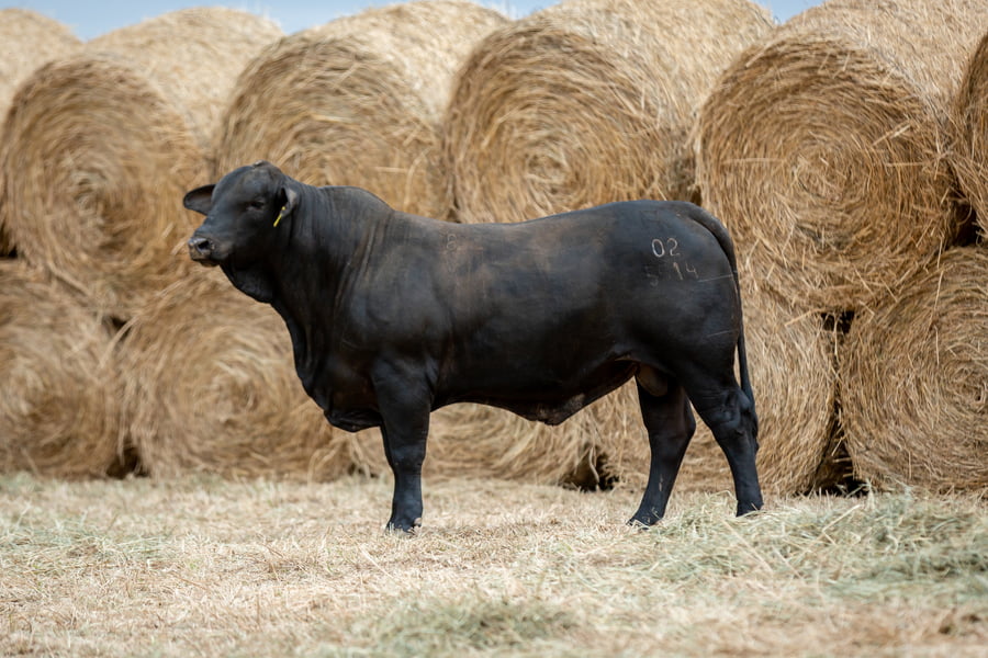 Lote Reproductores Altohondo - Lote 59