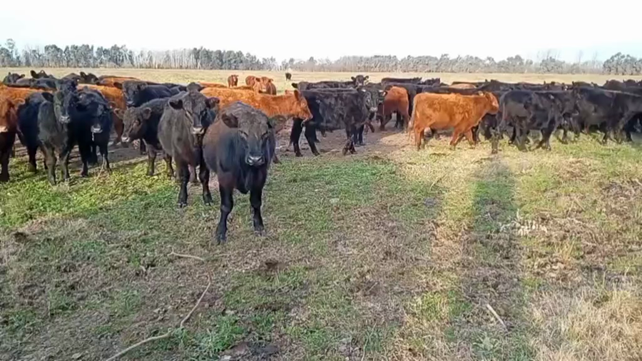 Lote 114 Novillitos