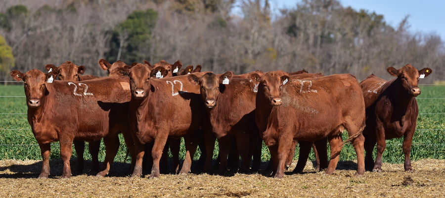 Lote VAQUILLONAS ANGUS PC PRIMAVERA