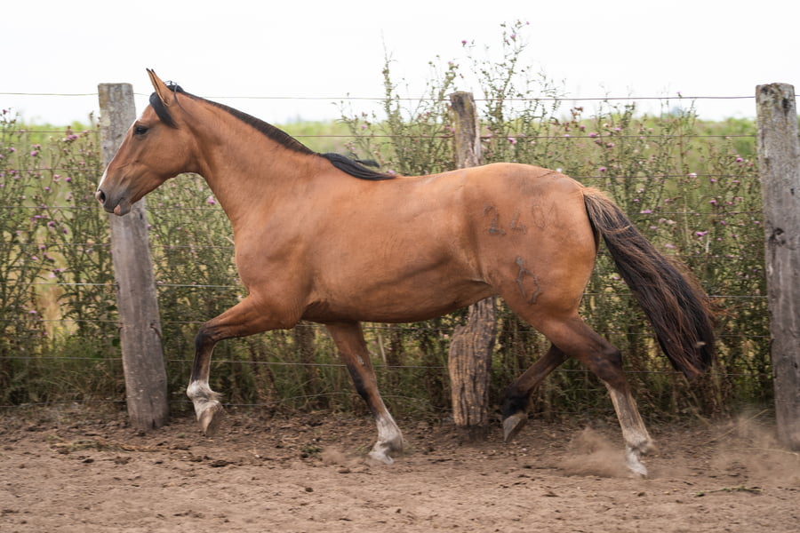 Lote PERDIDA SI TE TOCA