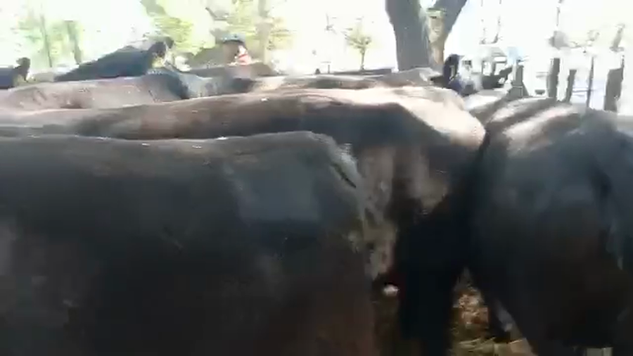 Lote "Corral 12 Vacas Angus PC 2da Par. ""Est. El Rosario"""