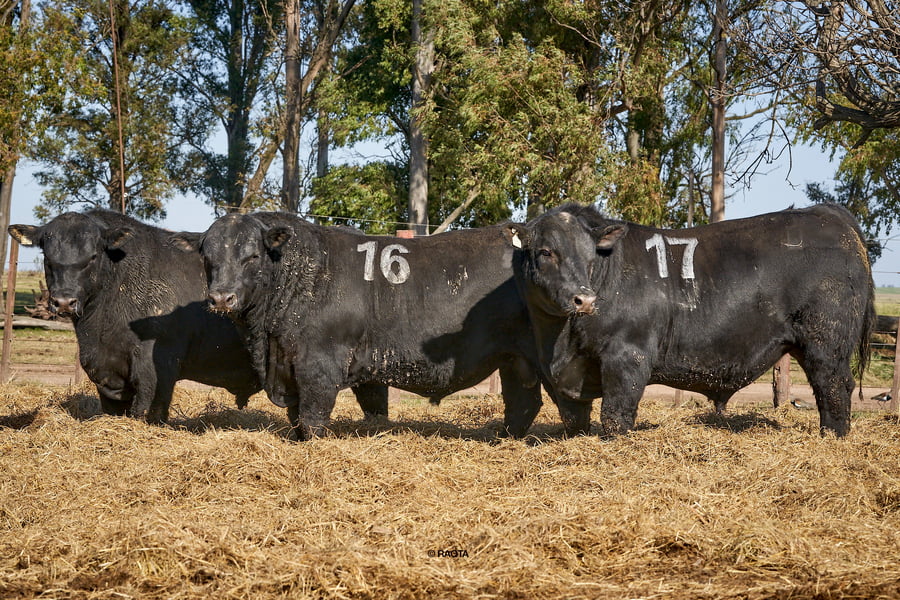 Lote Toros PC Cabaña Tres Molinos