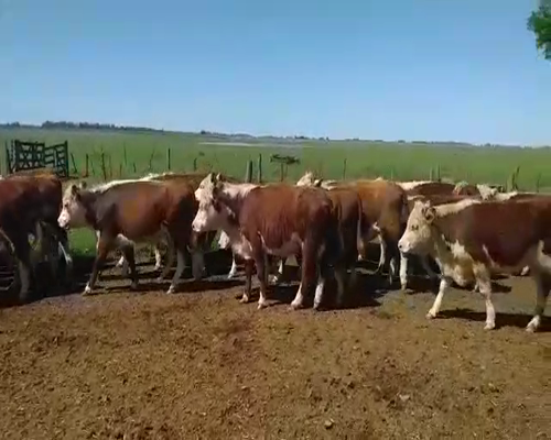 Lote 24 Terneras en Buenos Aires, Pirovano