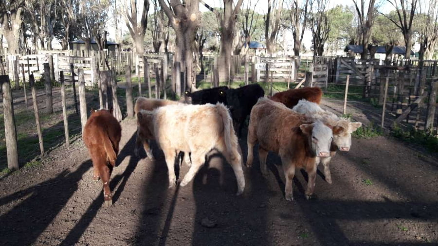 Lote 8 Terneras en Gral. Lamadrid, Buenos Aires