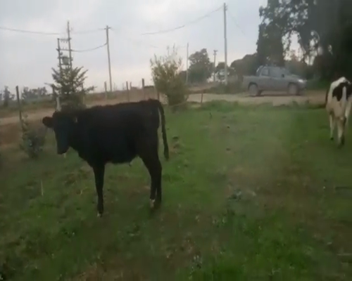 Lote 3 Terneras HOLANDO a remate en Pantalla Camy 0 - 0kg - , San José