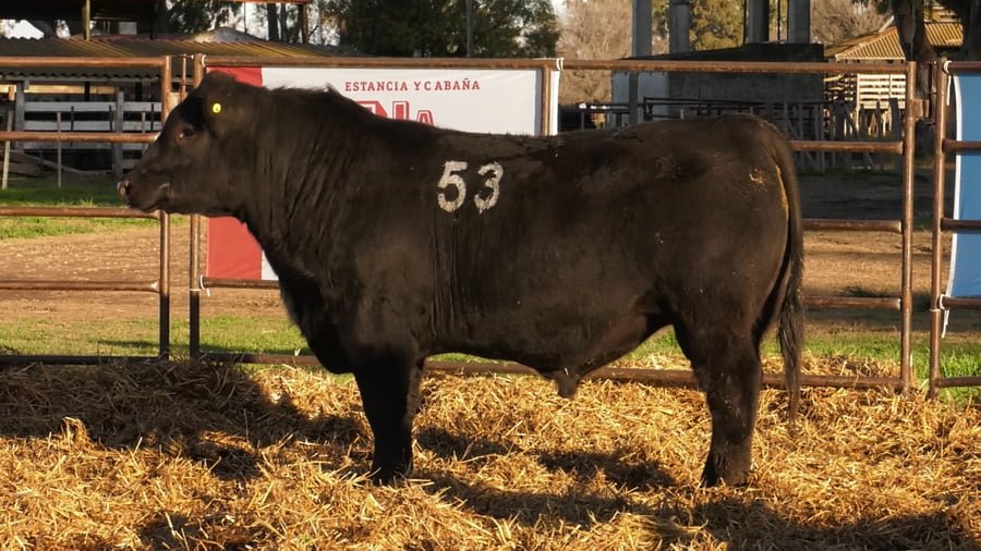 Lote TOROS ANGUS NEGROS PC