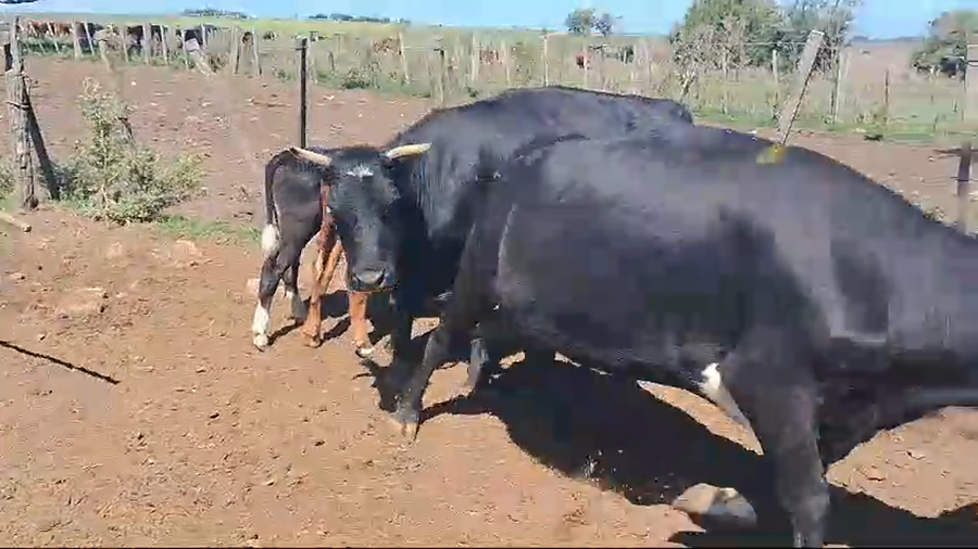 Lote 4 piezas de cria cruzas