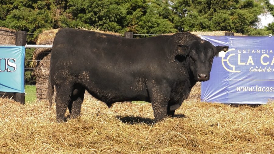 Lote TOROS A. ANGUS PURO PEDIGREE