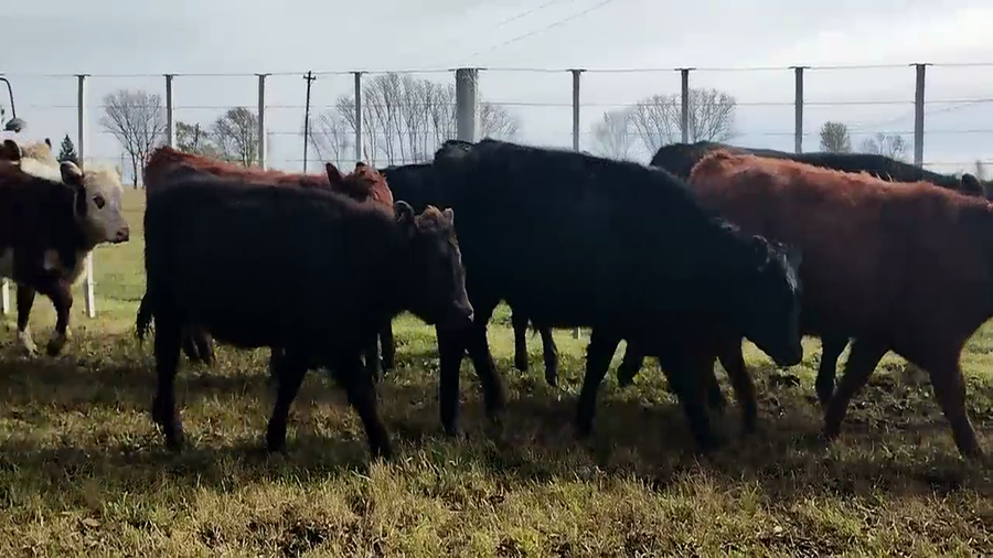 Lote 40 Terneros/as en Olavarria