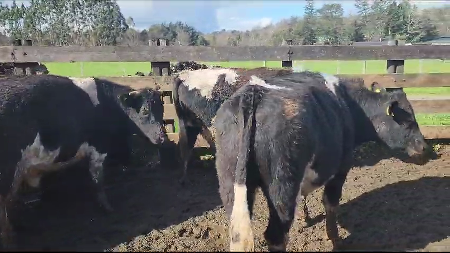 Lote 18 Novillo Gordo en Los Lagos, XIV Región Los Ríos