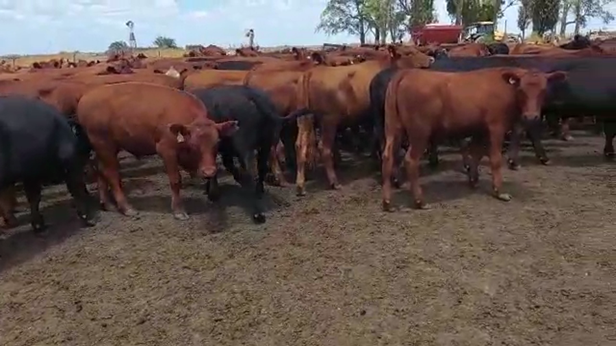 Lote 230 Novillitos en Entre Ríos, Villaguay