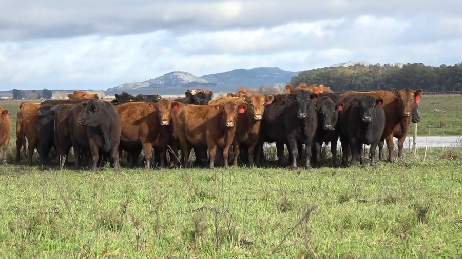 Lote Vientres Paridos MaS - Puros Controlados
