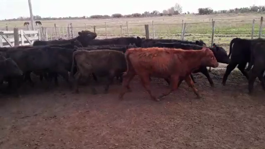 Lote 68 Terneros/as en Mayor Buratovich, Buenos Aires