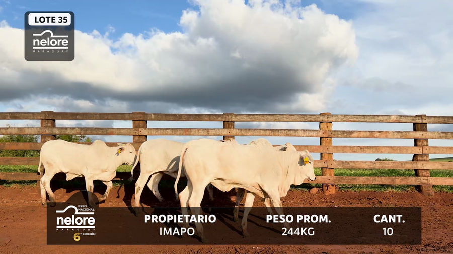 Lote LOTE 35