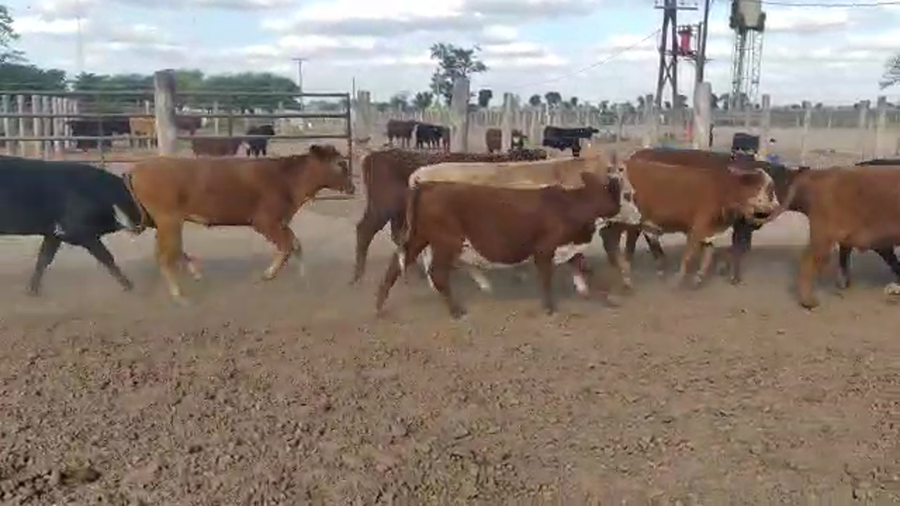 Lote 64 Terneros/as en Tintina, Santiago del Estero