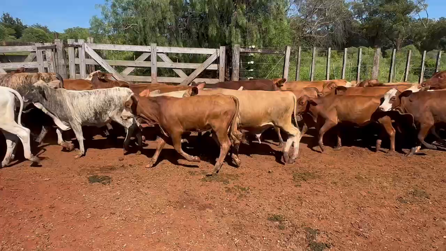 Lote 60 Terneros/as en Col. Liebig, Corrientes