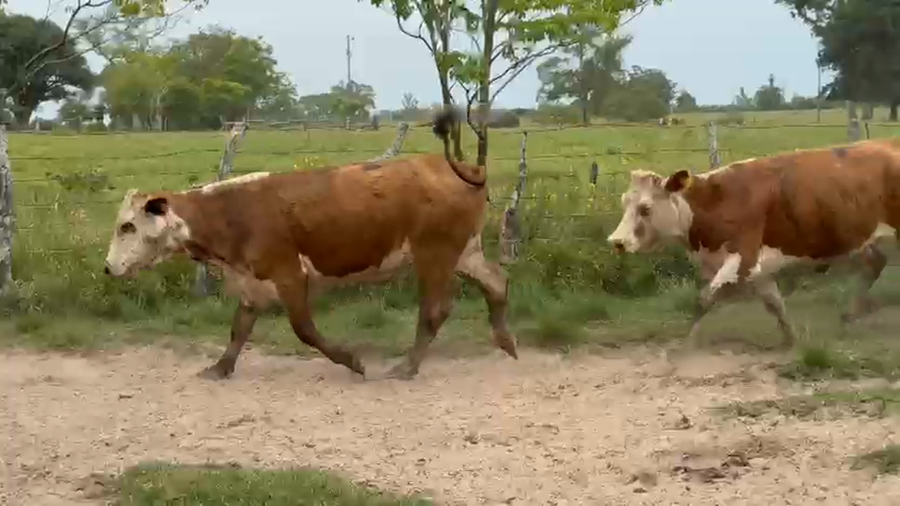 Lote 16 Vacas usadas preñadas en Corrientes, Paso de Los Libres