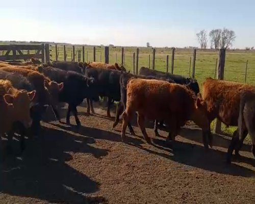 Lote 33 Terneros en Saladillo, Buenos Aires