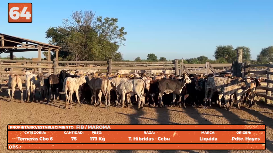 Lote LOTE 64