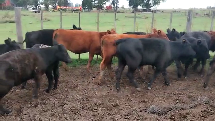 Lote 37 Terneros/as en Buenos Aires, Pehuajó