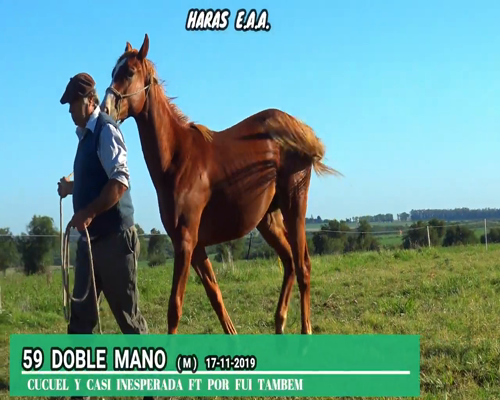 Lote DOBLE MANO