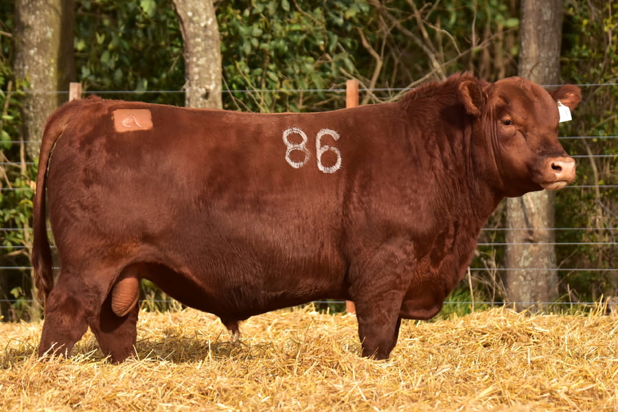Lote TOROS ANGUS PC