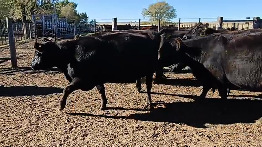 Lote 24 Vacas CUT preñadas en Buenos Aires, Carhue