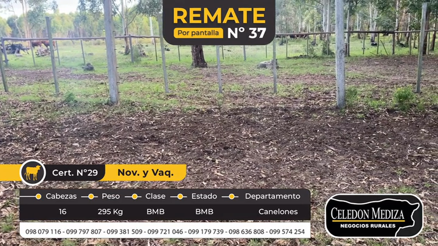 Lote 16 Novillos y vaquillonas 1 a 2 años en Estación Atlántida, Canelones