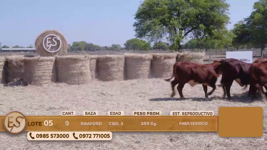 Lote Terneras Cbo 3 BRANGUS