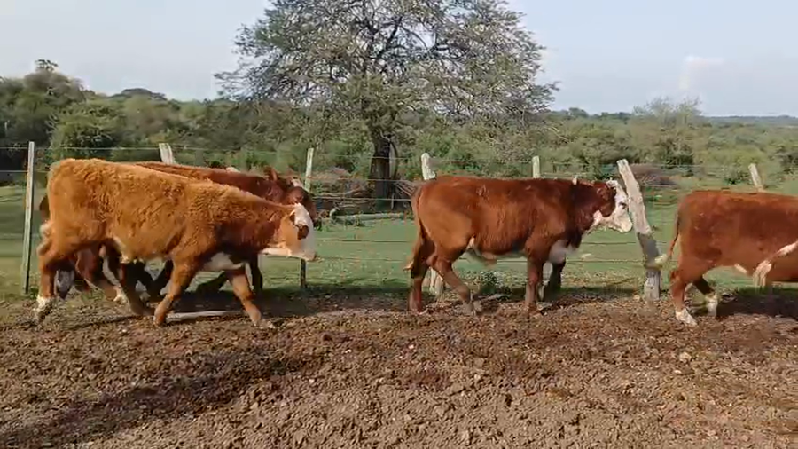 Lote 50 Vaquillonas preñadas en Corrientes, Curuzú-Cuatiá