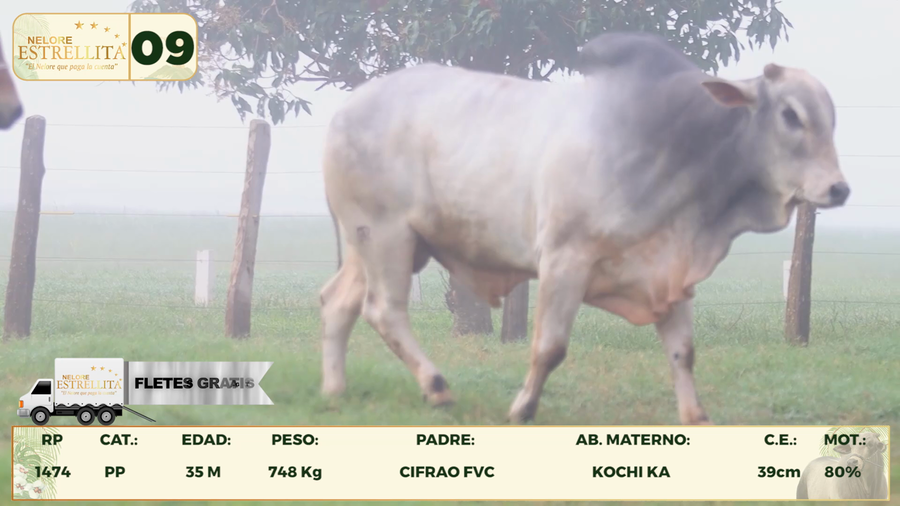 Lote LOTE 9