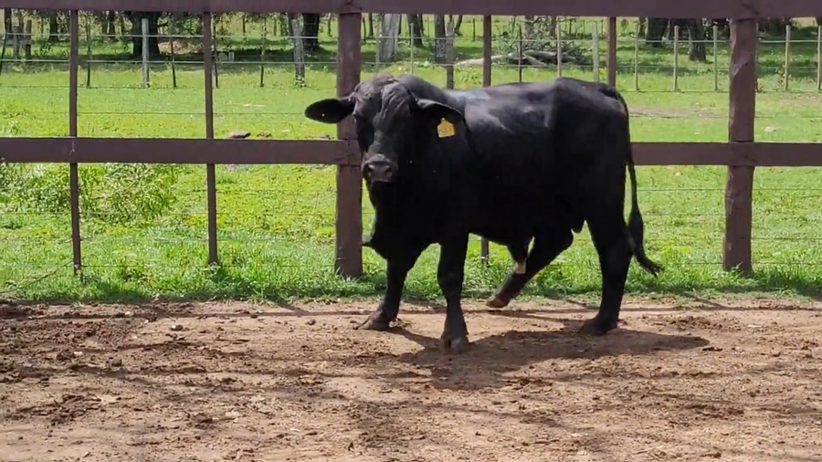 Lote Toros Brangus Negro a remate en Remate de Reproductores, Asunción