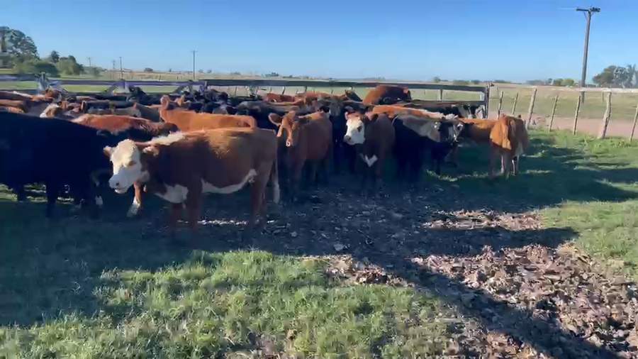 Lote 68 Terneras