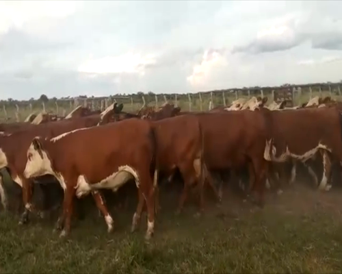 Lote 50 Novillos en Mercedes, Corrientes