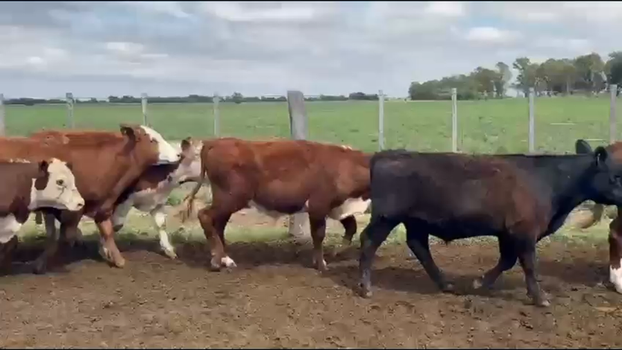 Lote 140 Terneros/as