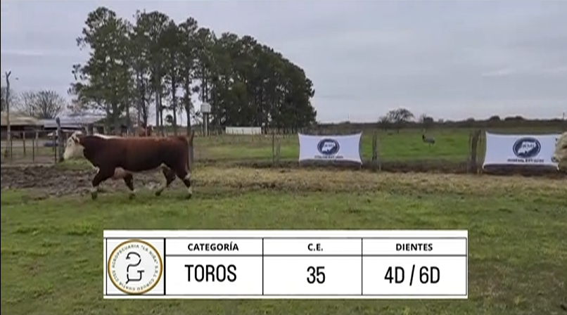 Lote TOROS HEREFORD "LA NIÑA"