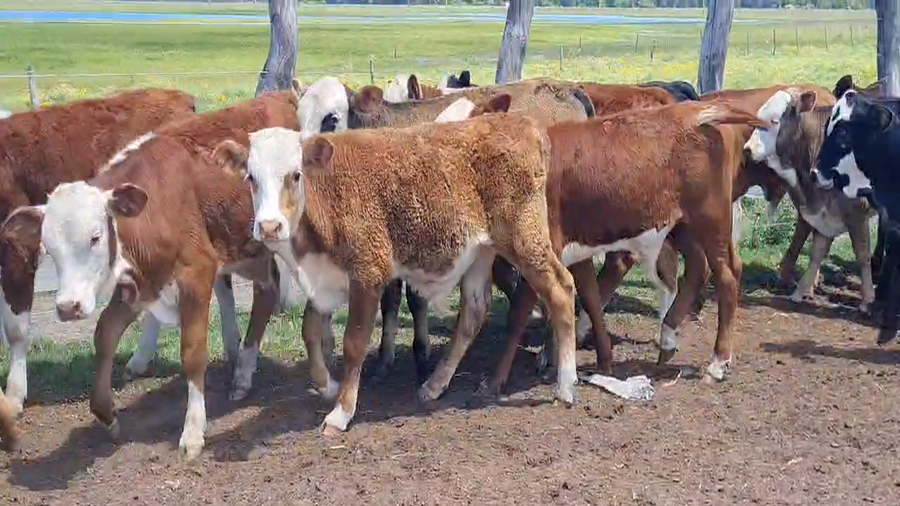 Lote 175 Terneros en Corrientes, Goya