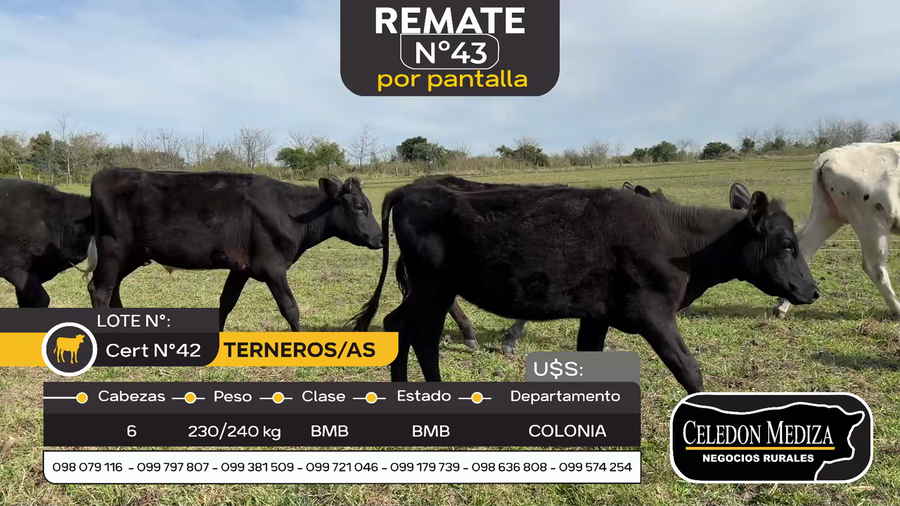 Lote 6 Terneros y Terneras en Otra Localidad, Colonia