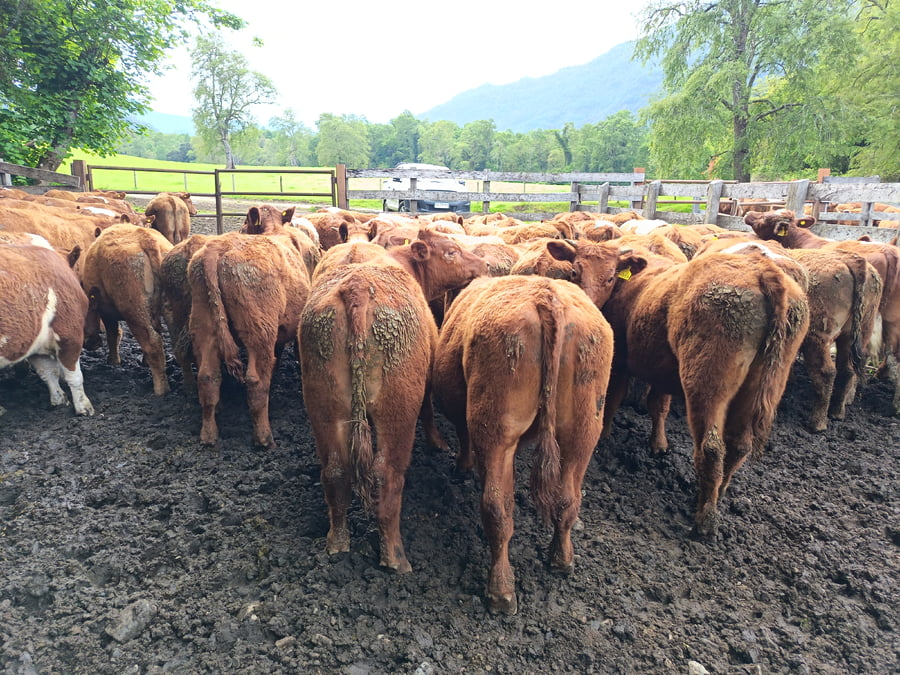 Lote 55 Novillo Engorda en Futrono, XIV Región Los Ríos