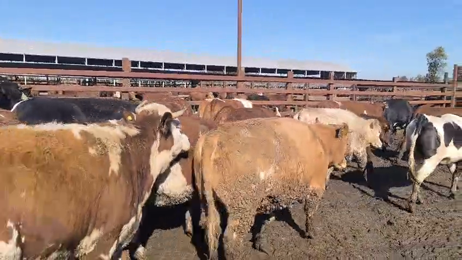 Lote 45 Vaquilla Gorda en Los Ángeles, VIII Región Biobío