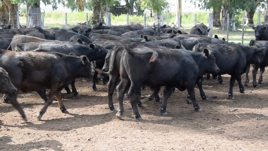 Lote 600 Terneros en Las Flores, Buenos Aires